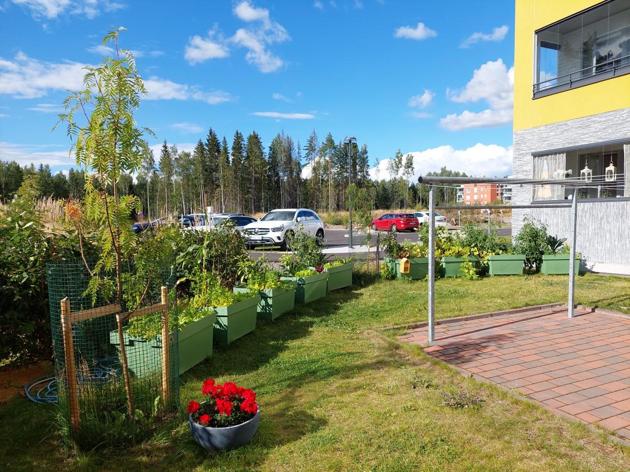 Kuvituskuvassa on viljelylaatikoita taloyhtiön pihalla
